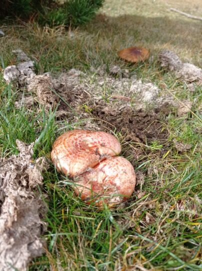 buscar rovellons berguedà berga