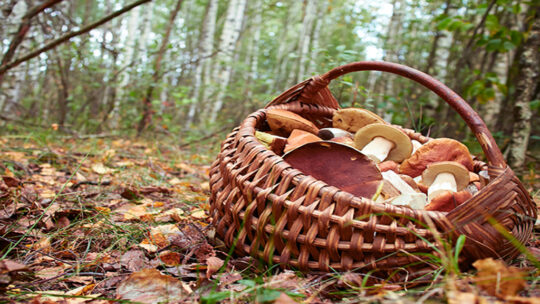 buscar bolets al berguedà